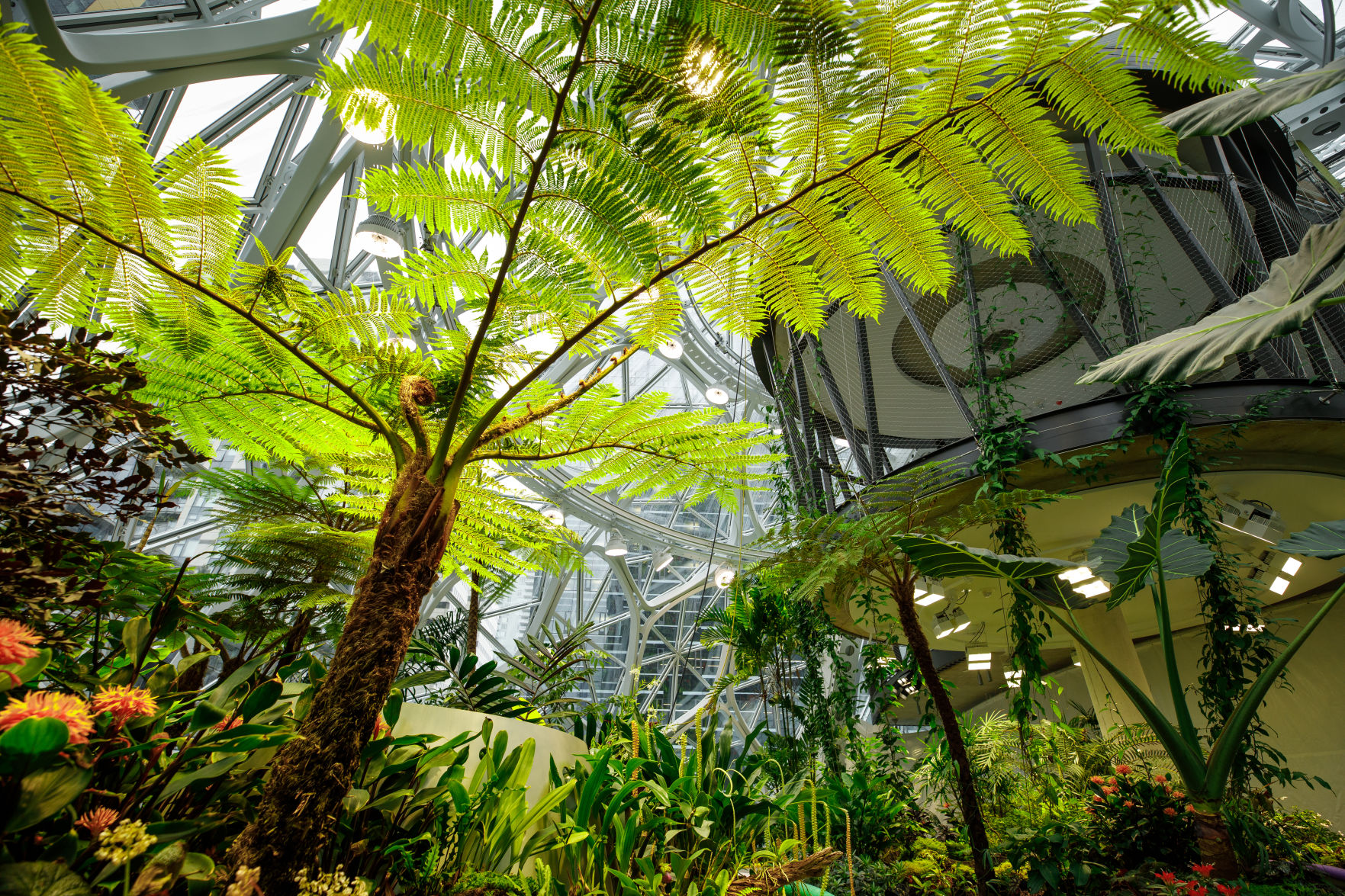 Amazon Spheres